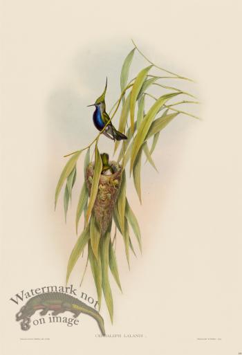 Gould Hummingbird 208